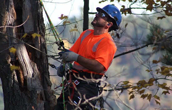 Certified Arborist​