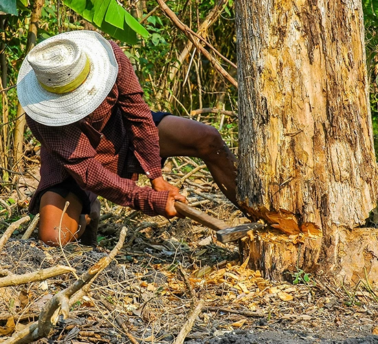 Tree Root Removal