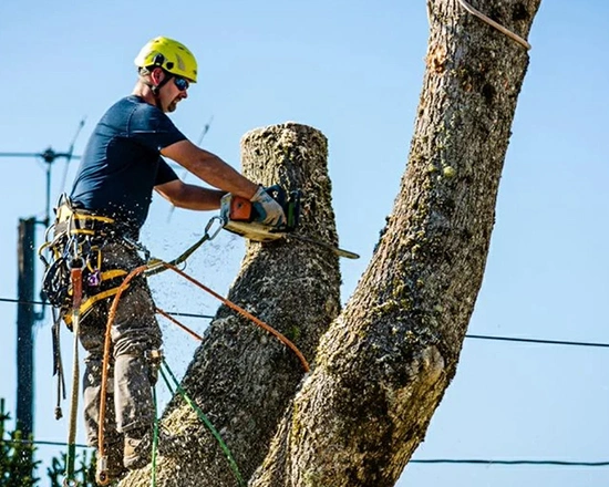 Emergency Tree Removal