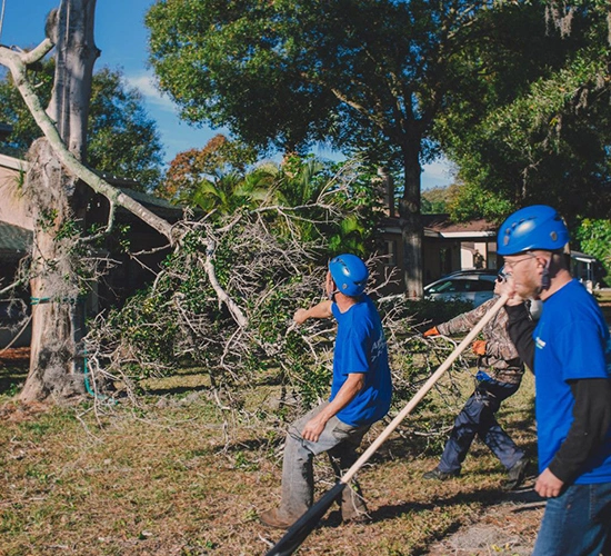 Professional Tree Services