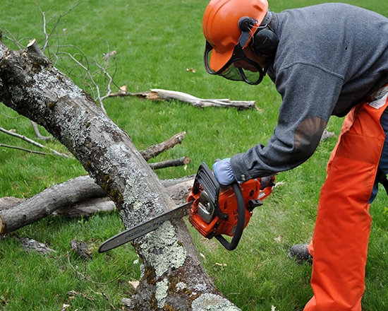 Top-Rated Tree Services​